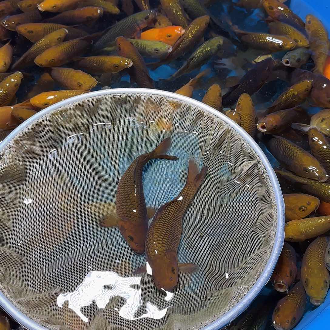 A***࿐11111111111111111