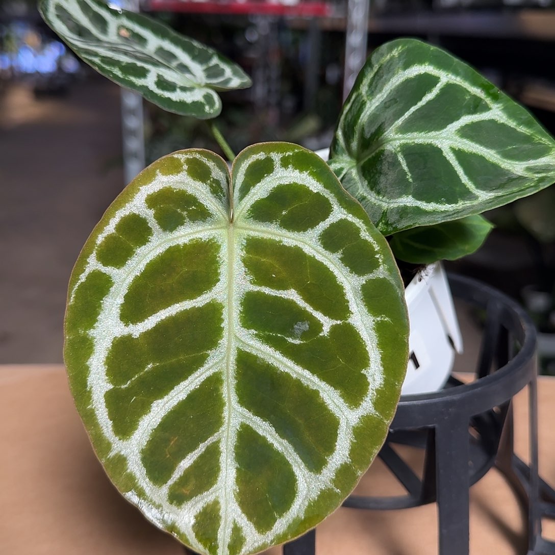 完全开放X41圆脸小钻石杂，开播福利