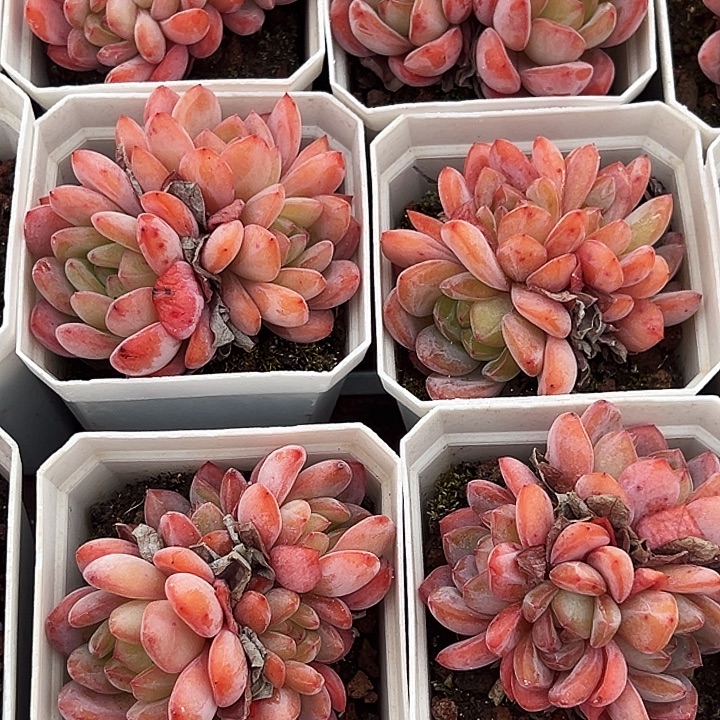     全明星     福利多多