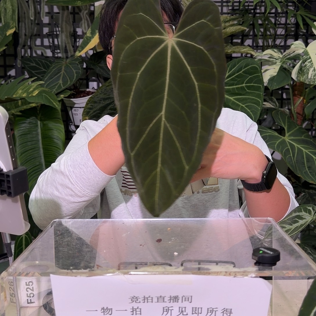 完全开放F525 加通湖杂paip