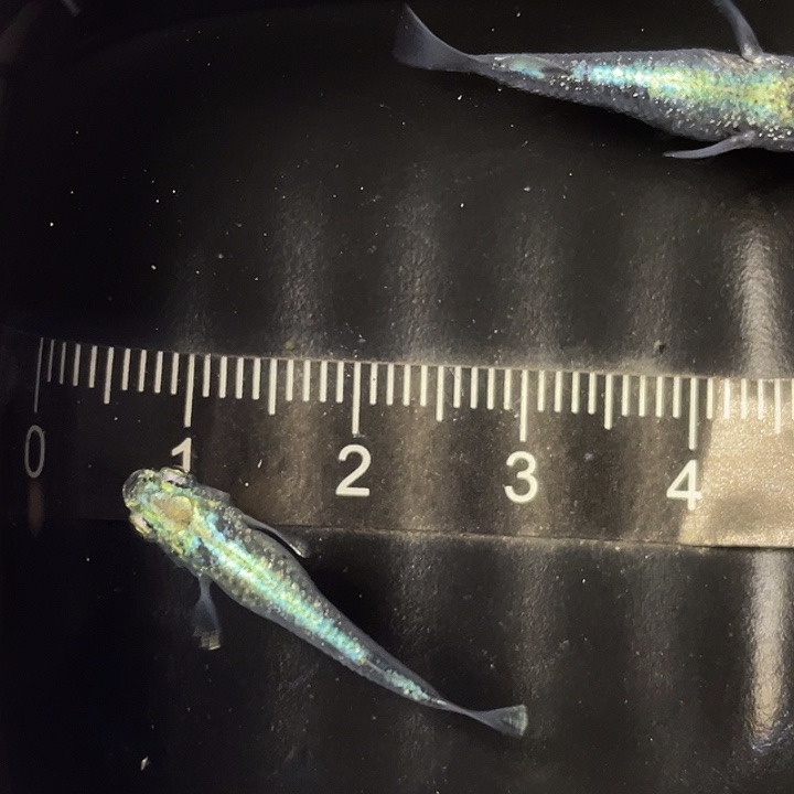 青鳉鱼全息图一对，10号，满15包邮，可叠单