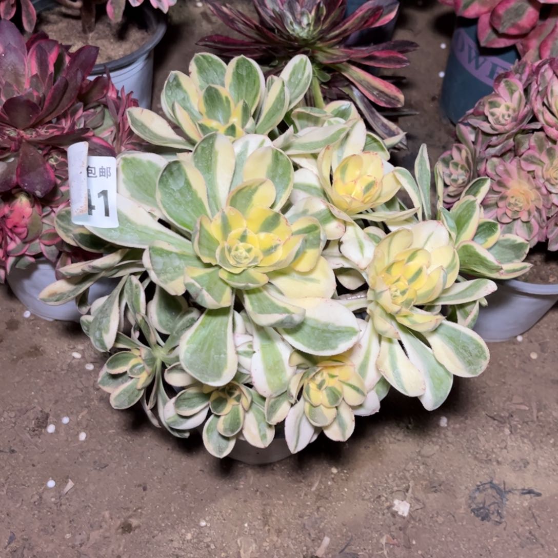 141多肉植物艳姿锦