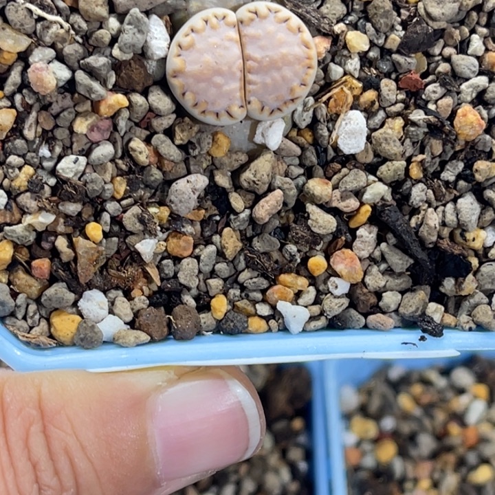 星****）2968饼干1