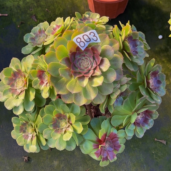 黄***英0000000803万圣节