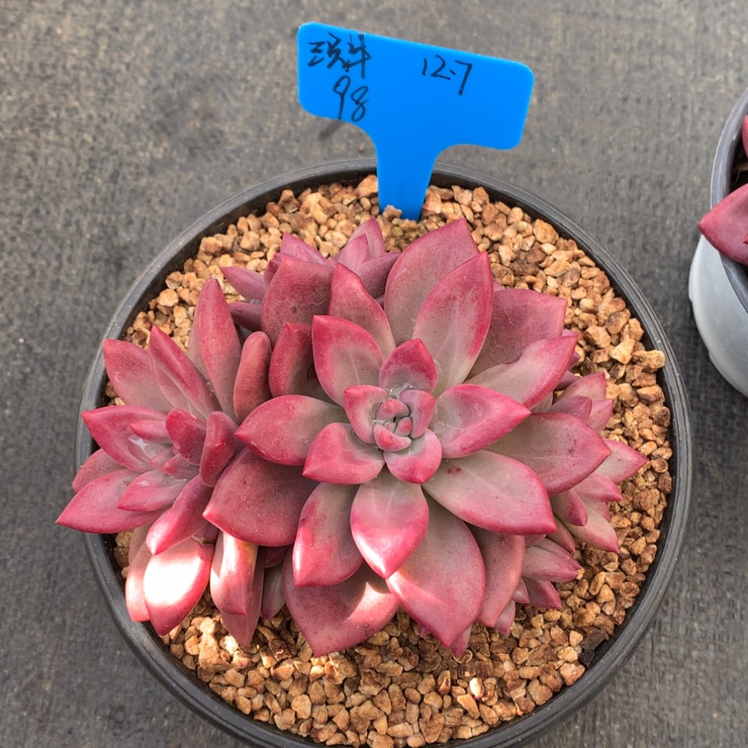 三***牛我们家的小仙女们