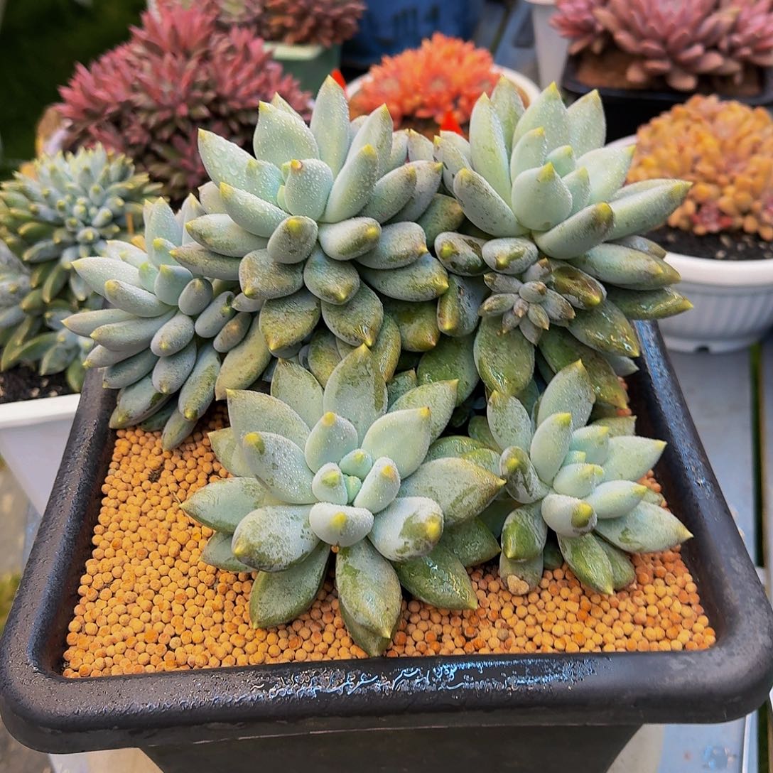 大胖体哥特萝莉竞拍价格