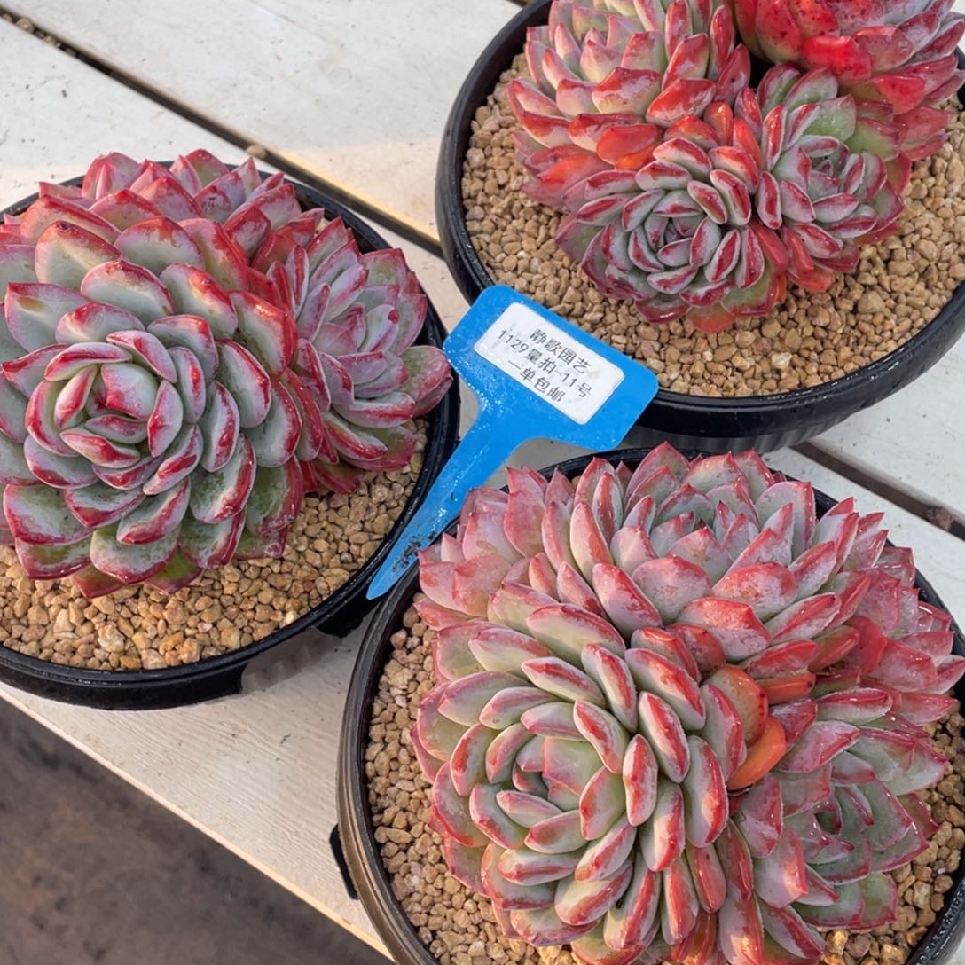 1129-11-粉海盗超大母本一颗