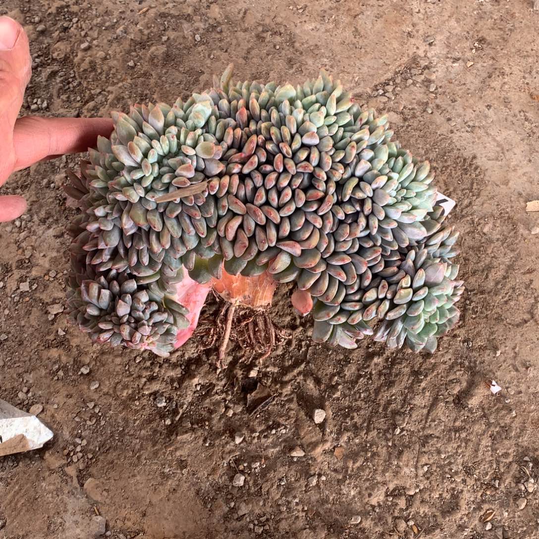 汤****126橙子缀多肉植物
