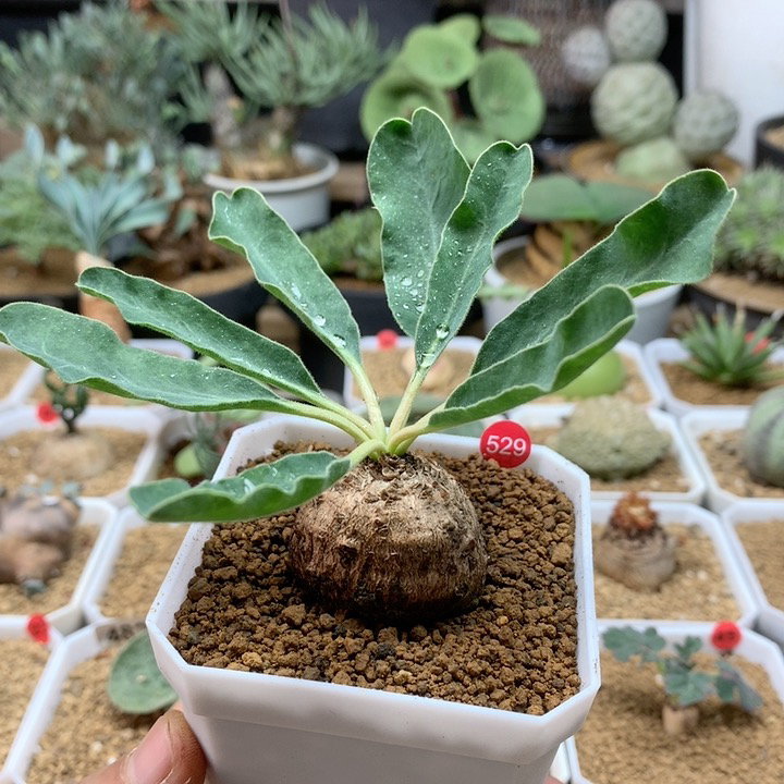 土拨鼠大戟产地母本带盆