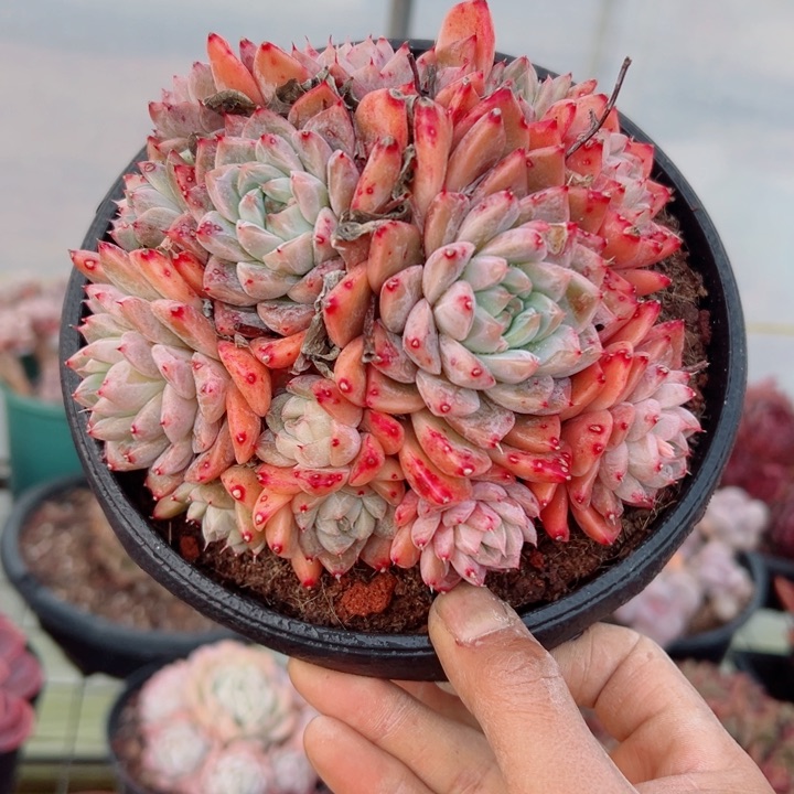 精品多肉植物老桩