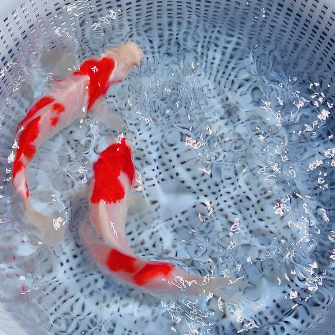 锦鲤锦鲤观赏鱼6666