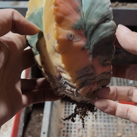 914自根仙人球鸾凤玉锦