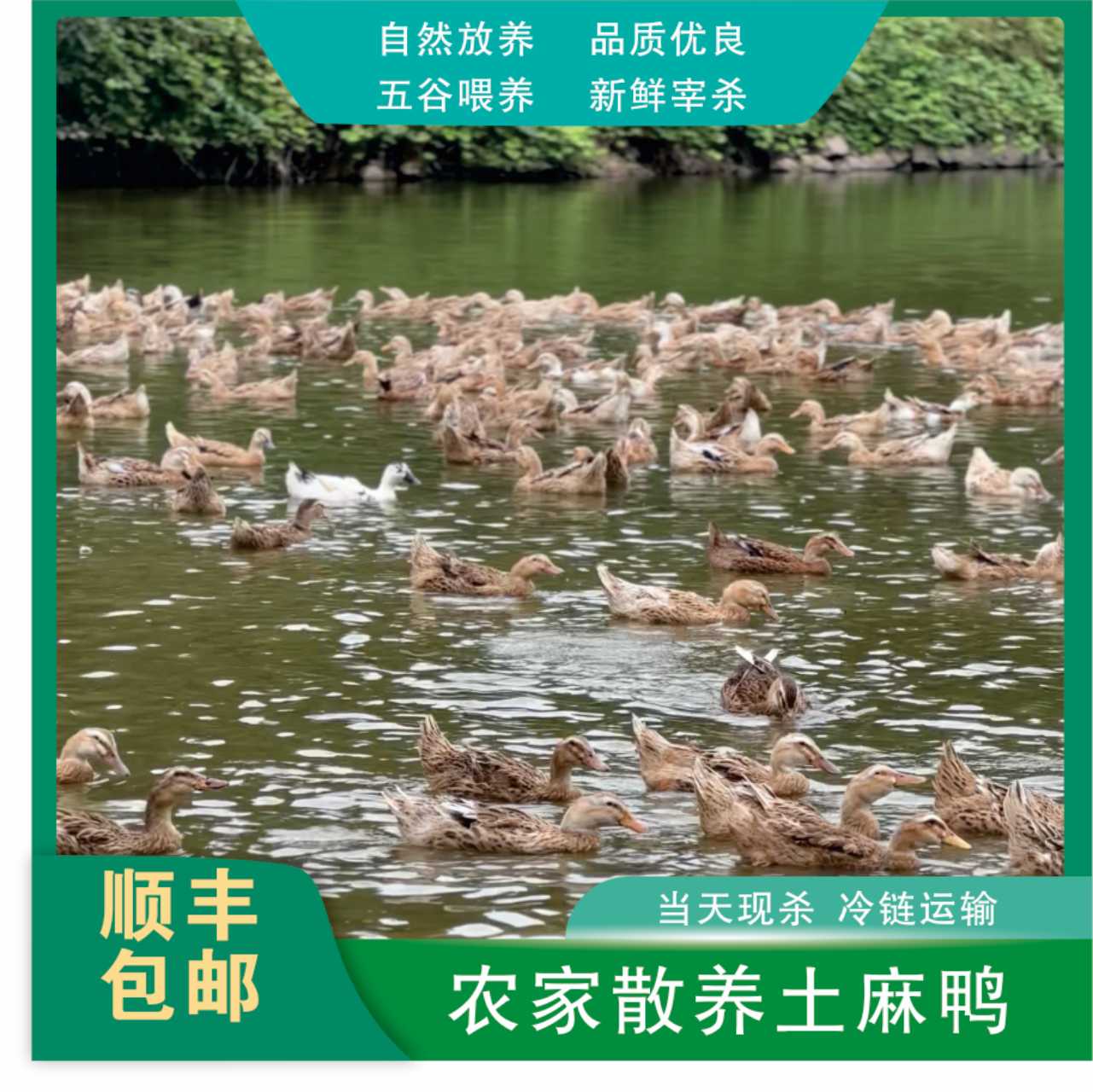 重庆农村壮年散养土麻鸭黄皮红肉 新鲜宰杀