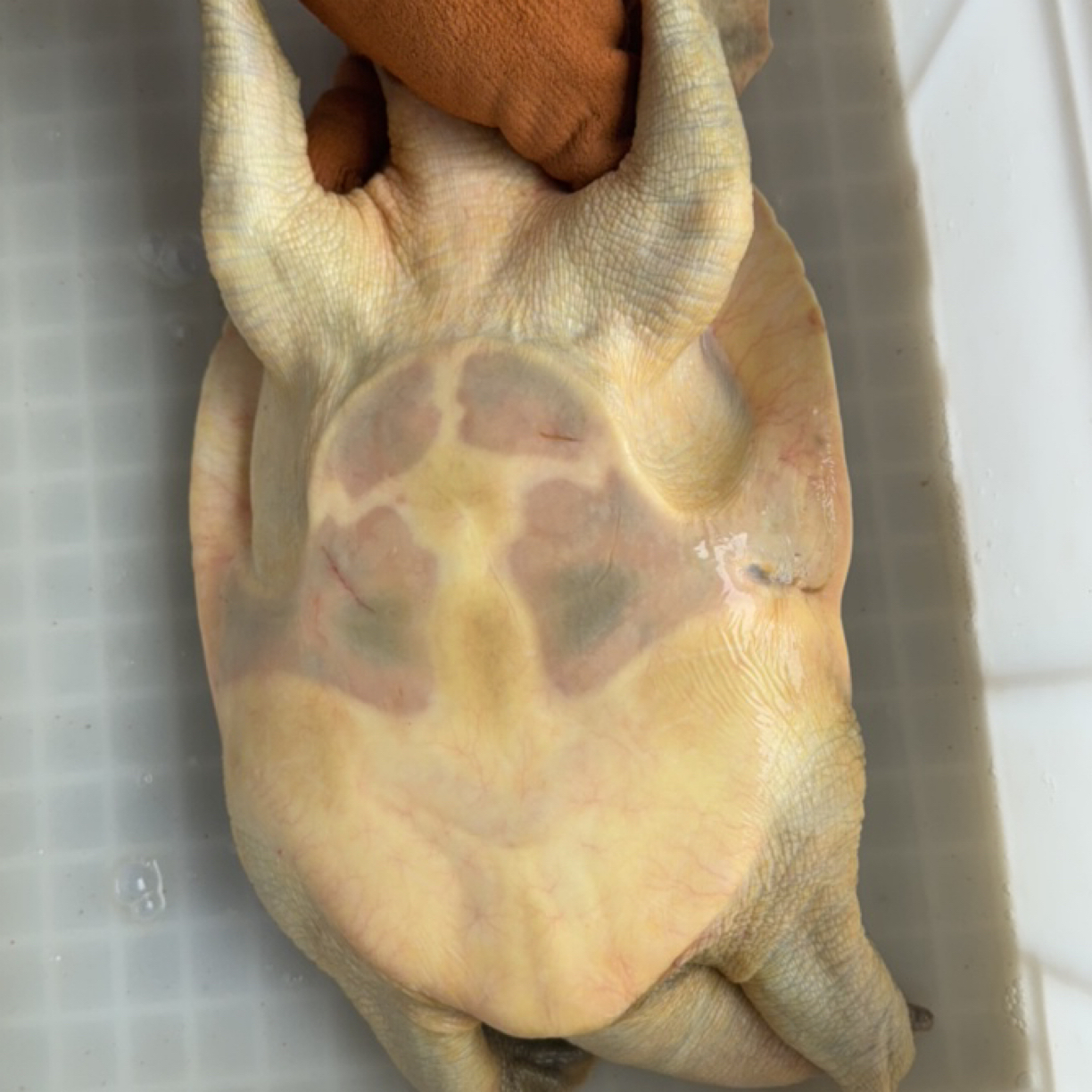中秋佳品 鲜活甲鱼顺丰包邮到家