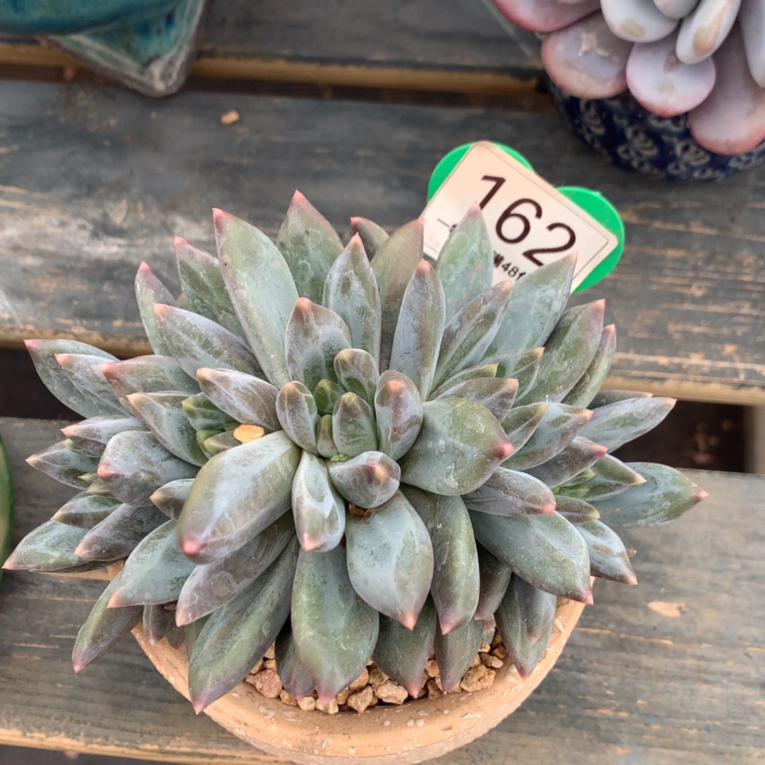 重楼朵朵缀一物一拍162