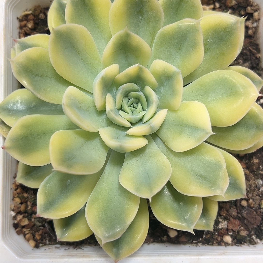 荷花锦大单头多肉