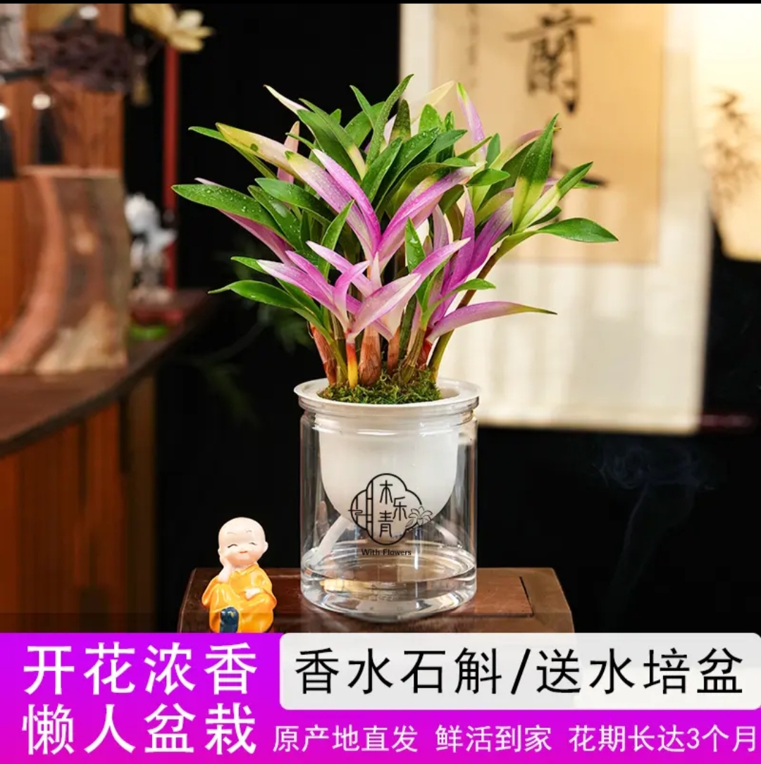 一盆苗带红芽七彩香水石斛兰浓香型水培盆栽澳洲精品绿植