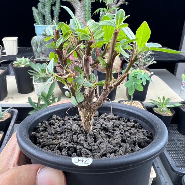 簇生福桂花一物一拍带盆发