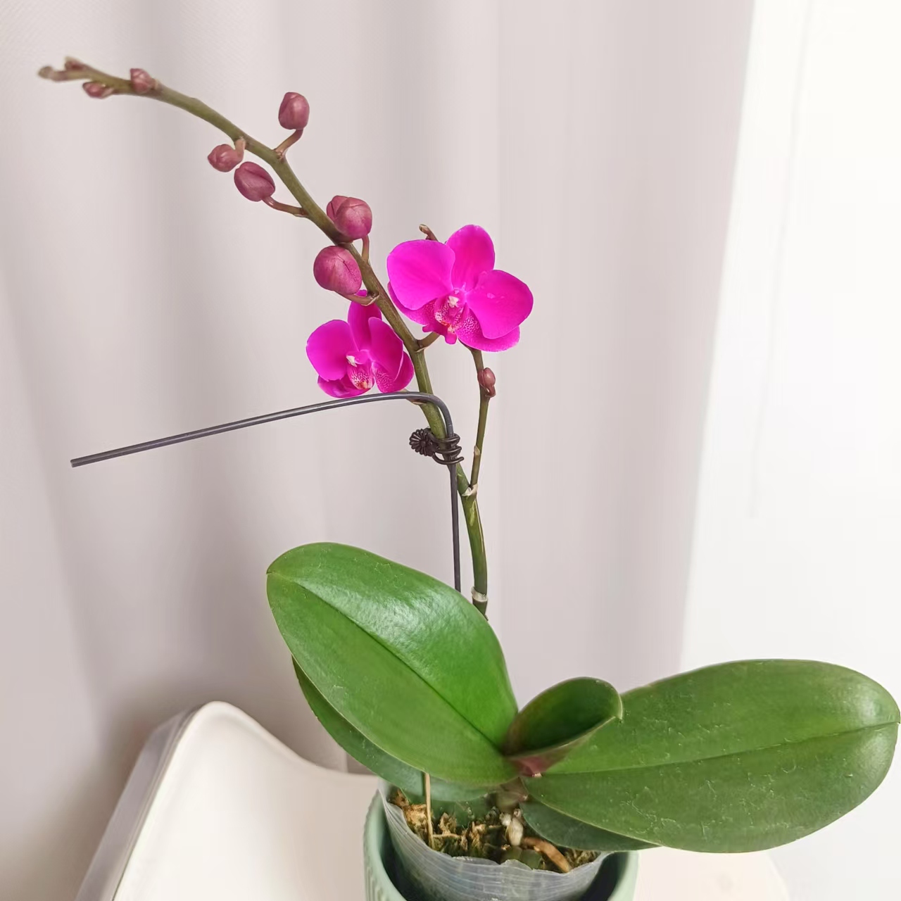 【满天红福利品】梦语花卉蝴蝶兰 室内花 花期长 经典品种无售后