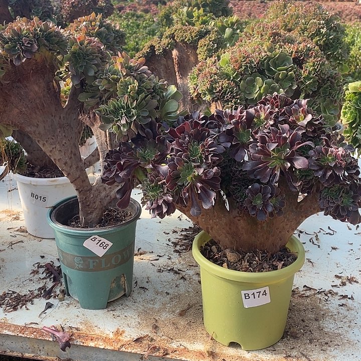 B168-174柠檬缀化小伤欧紫缀化两颗38-2