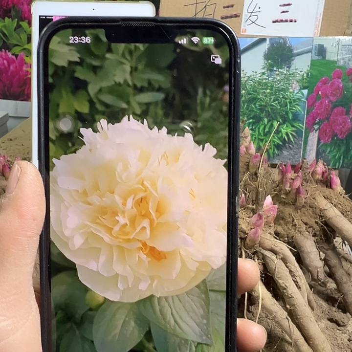 完全开放阳光男孩