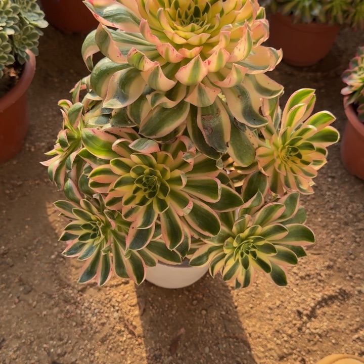 红陶木*姐青莲810