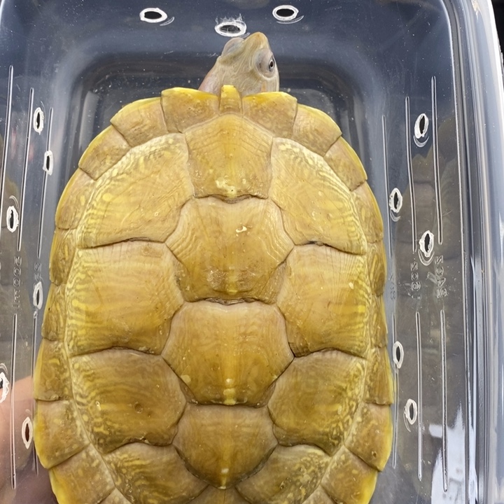 巴西彩龟母6666666