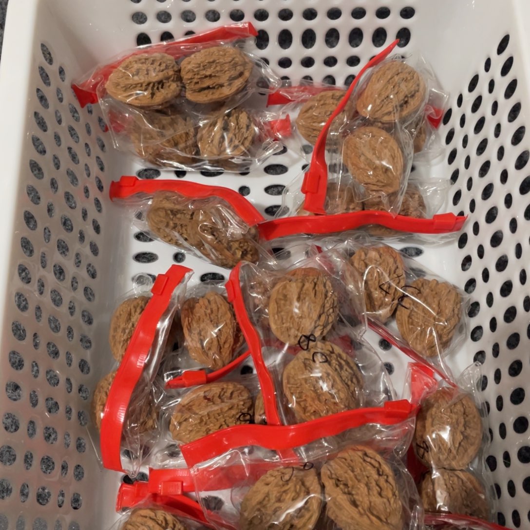 文玩核桃把件麦穗骨头37-38