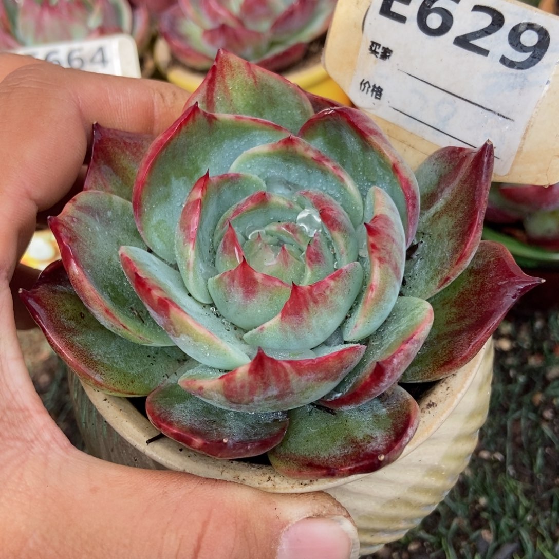 惊鸿一瞥629号多肉