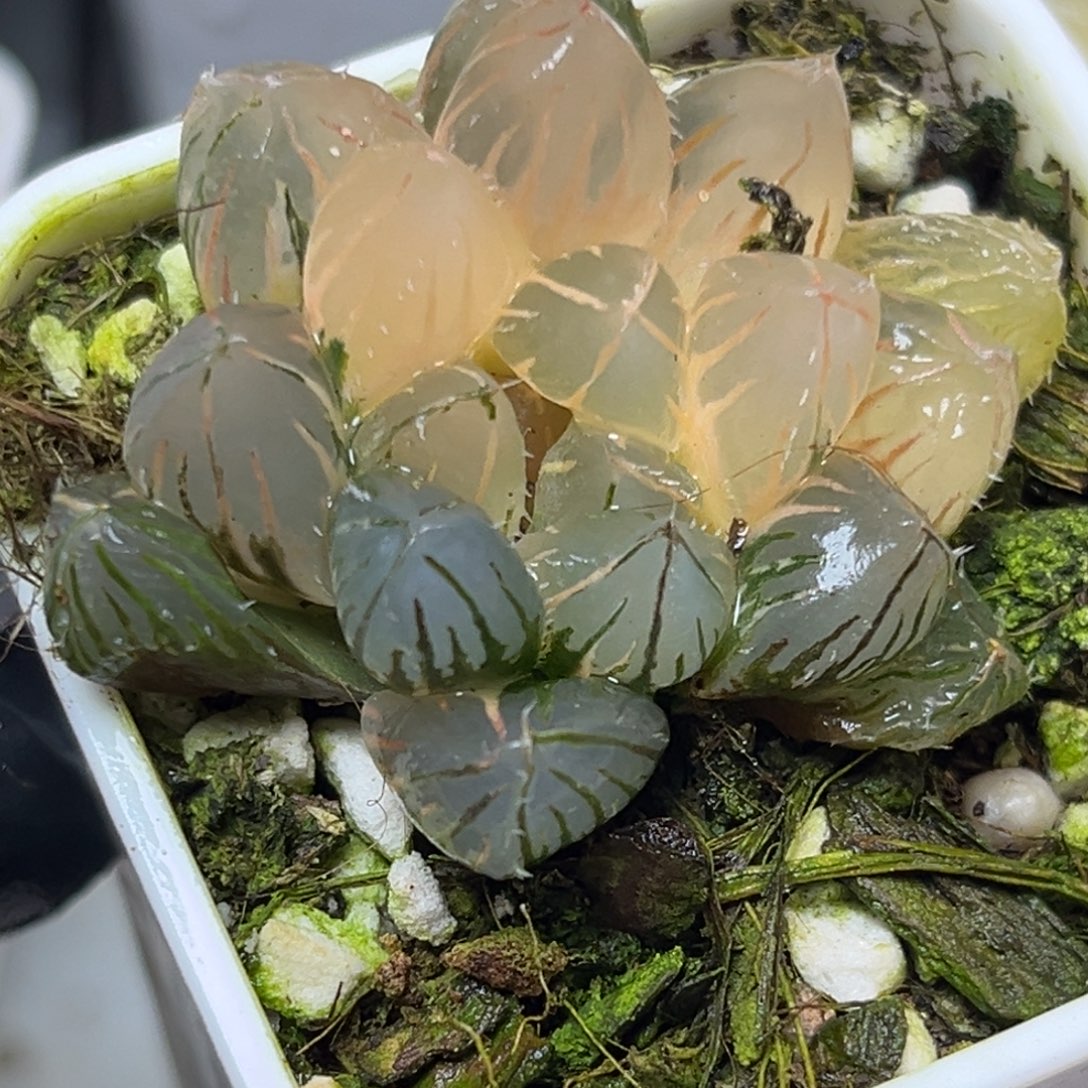 十二卷多肉植物2107oh