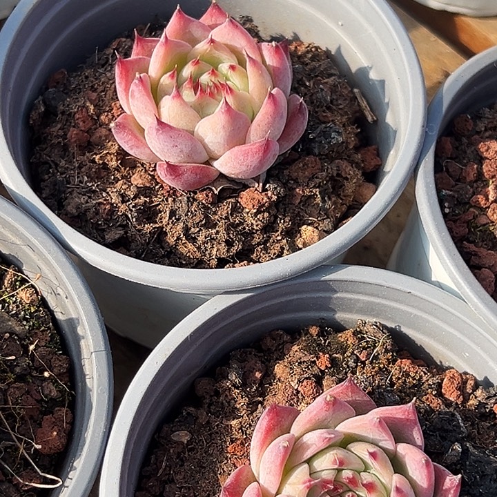 团100    五盆   小惊鸿   