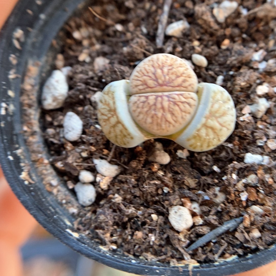 6659 直播间一物一拍链接