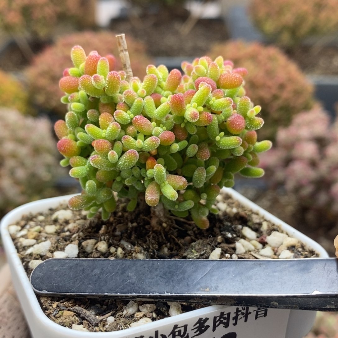 蜜橘糖球4663年后发货