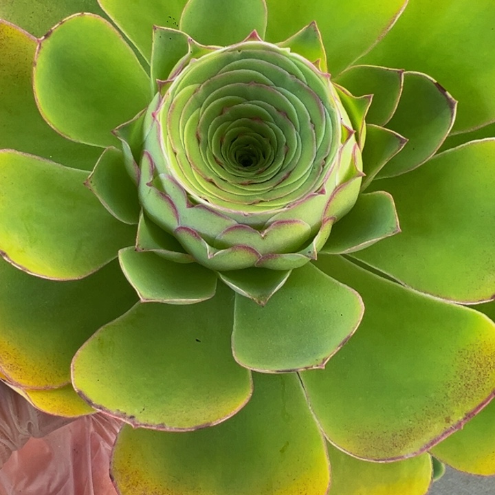 红*山地玫瑰浅梦帕系