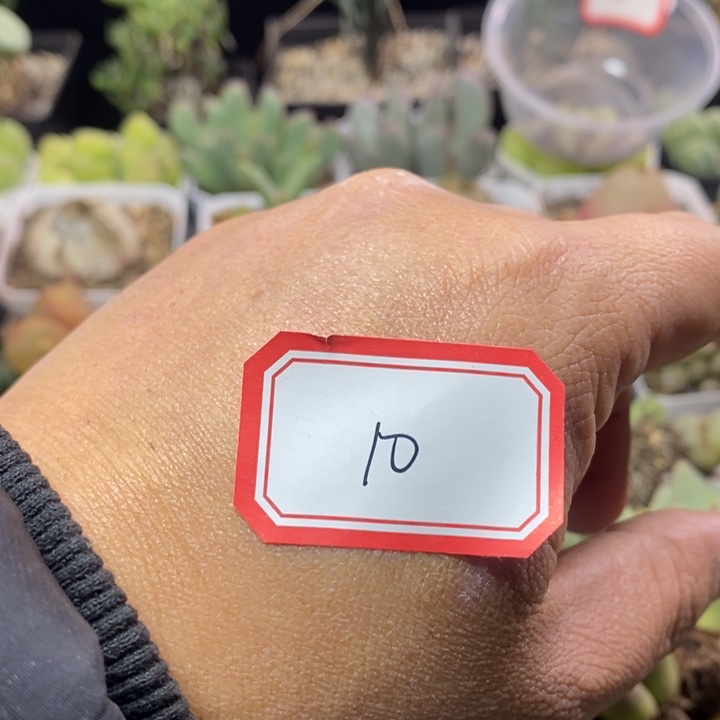 蜂***主55568586888888888888888