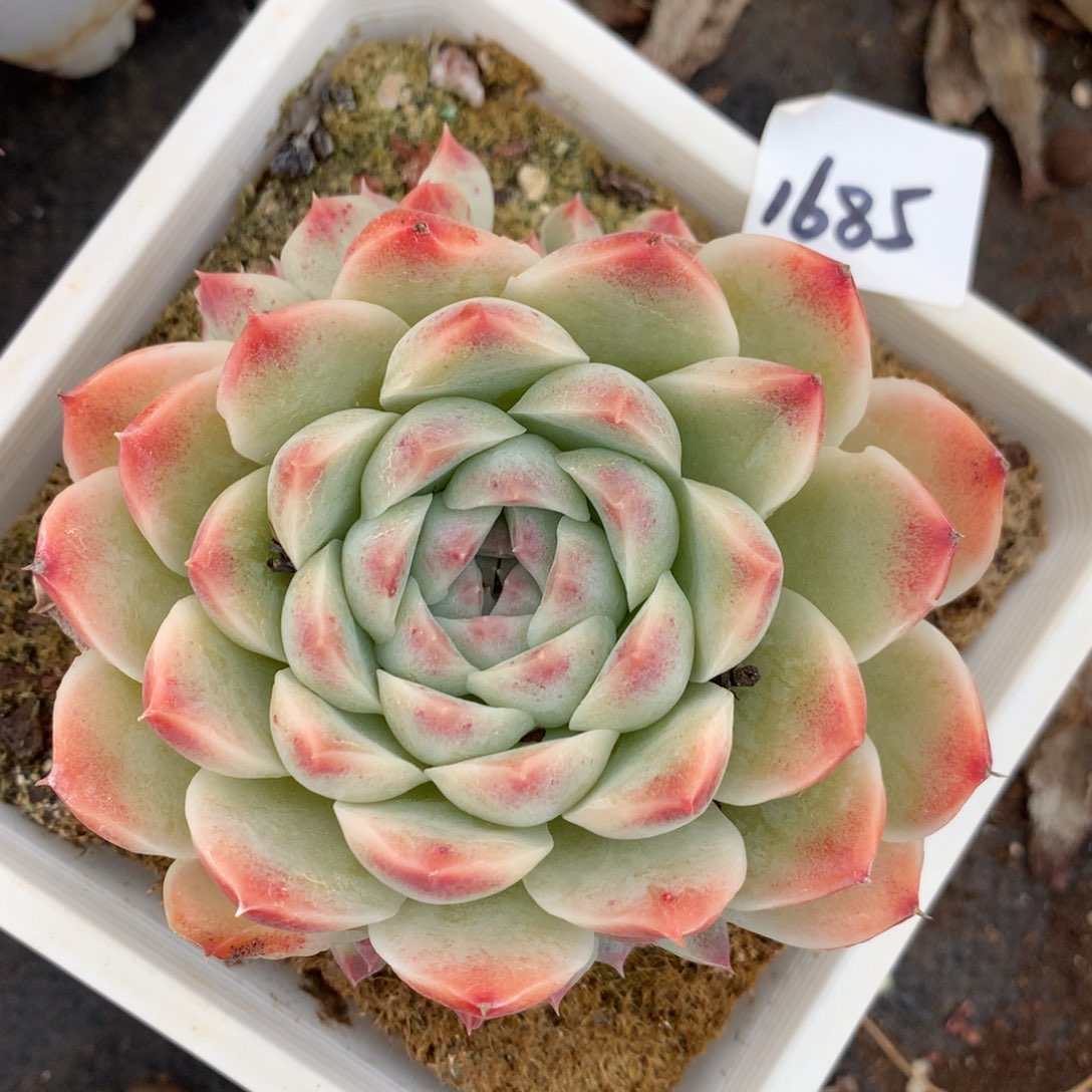 1685杂交多肉植物