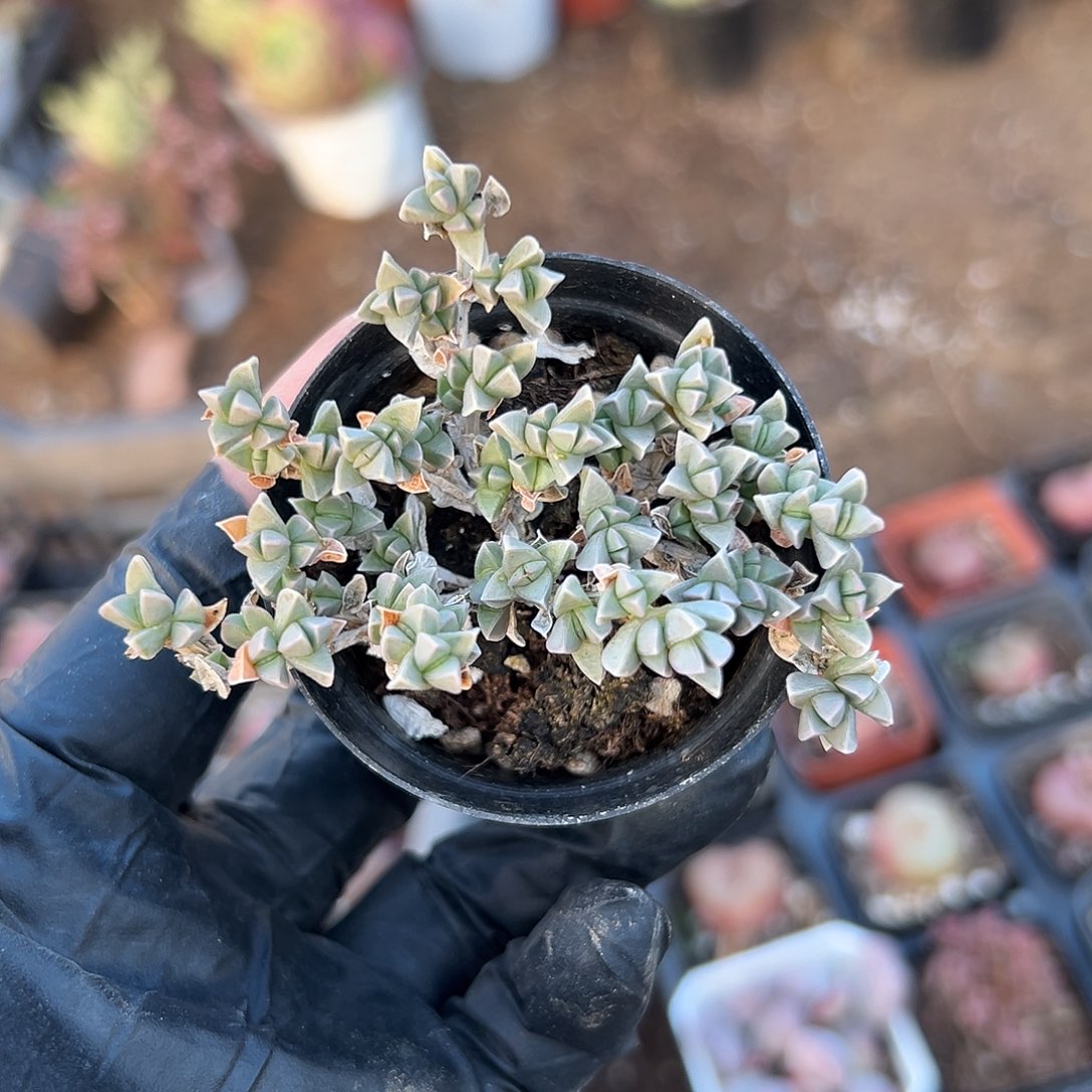 多肉植物姬碧玉莲