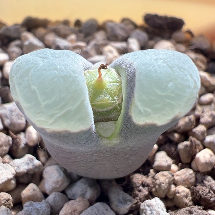 A794.  青蛙种源优选五年母本2151。  超级紫体白窗。 