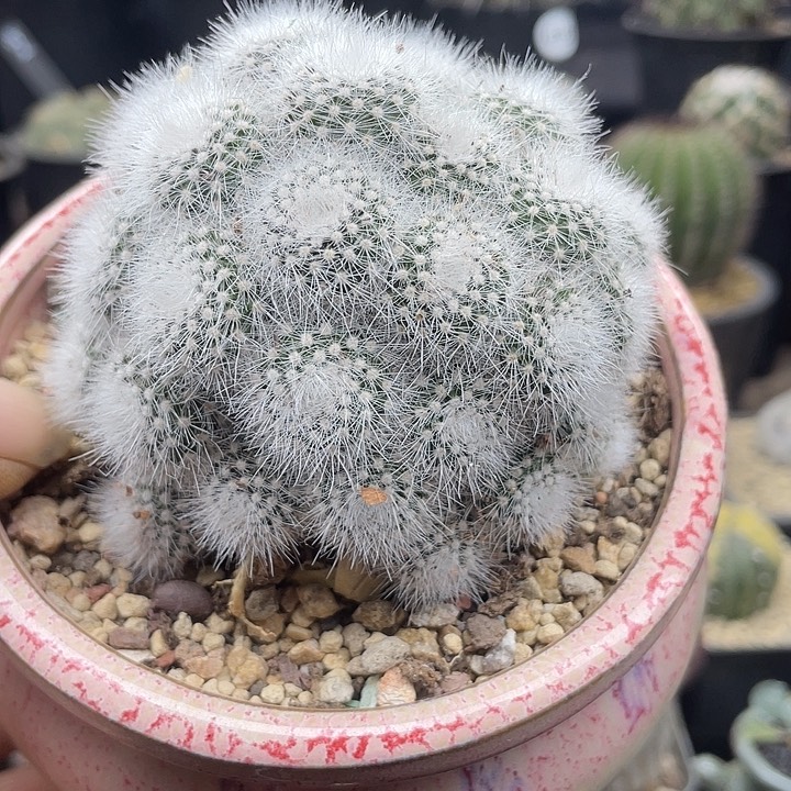 白小丁大群一颗包邮