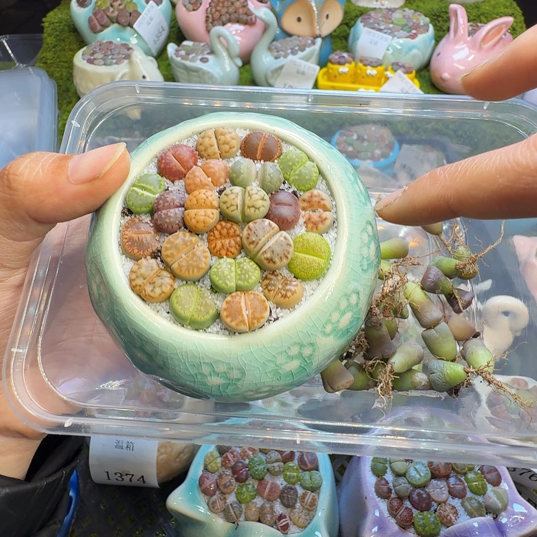 曾***）多肉植物福利冲1377