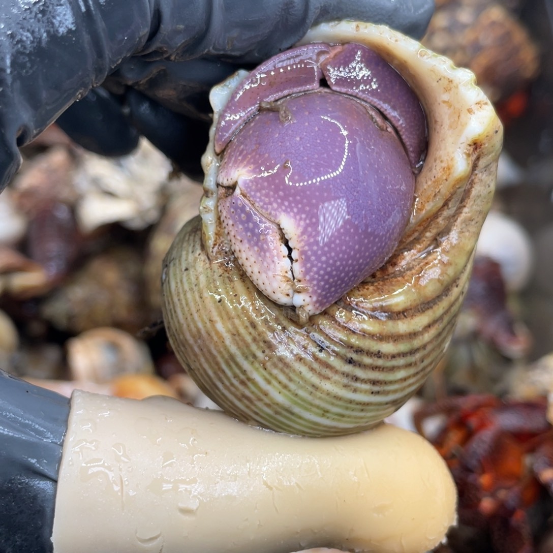 不退不换活体宠物102