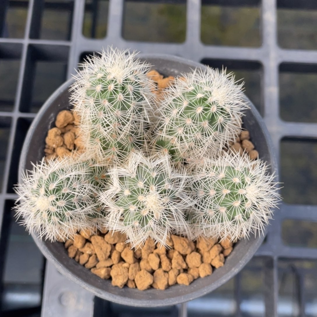 白元虾         实生根