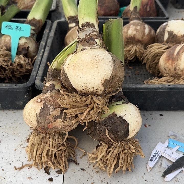 梦幻芭蕾朱顶红一棵9+