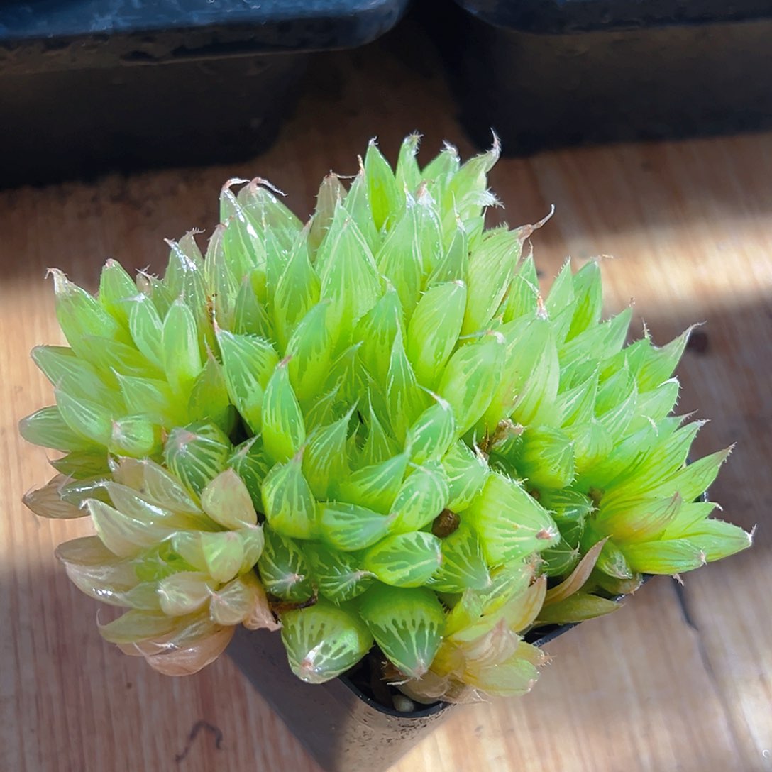 钻石实生玉露多肉多肉群