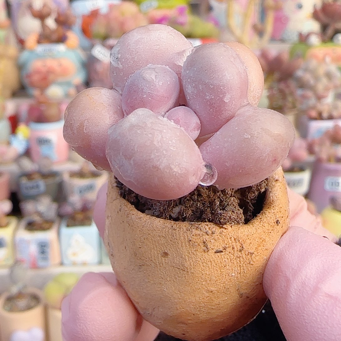 L粉粉蛋黄奶  带盆