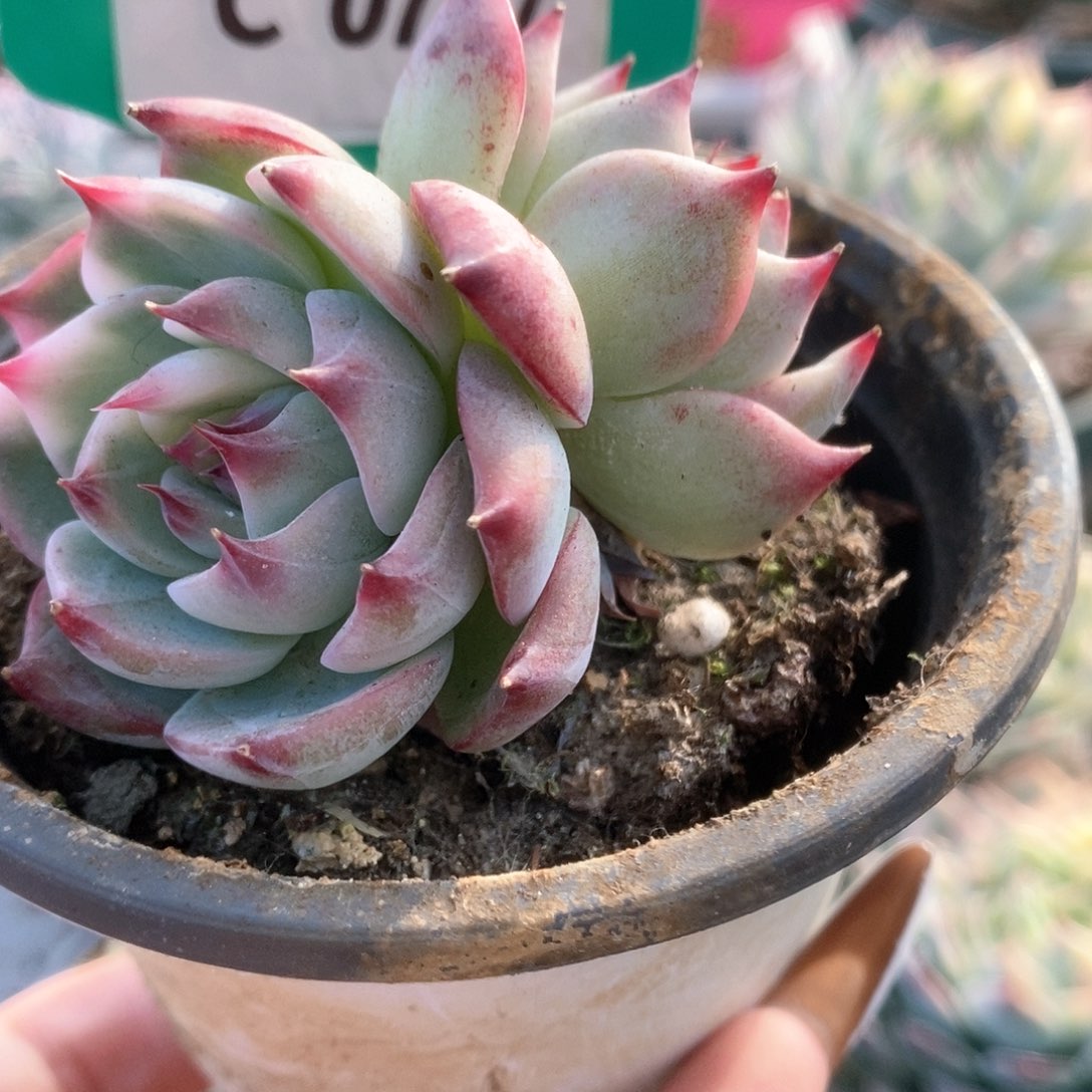 727锦锦锦锦锦锦锦锦