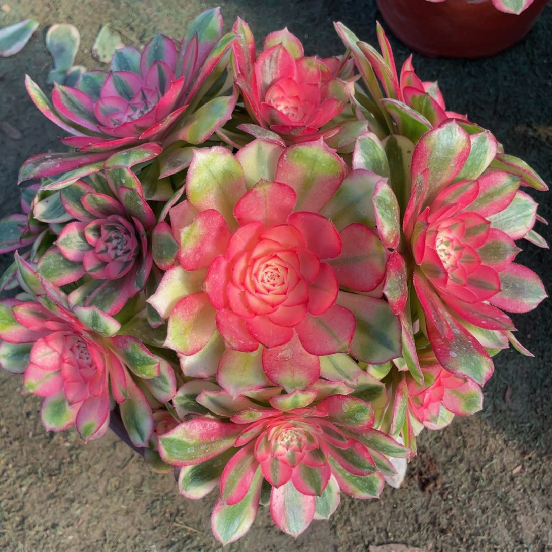 名***?582倾城精品法师老桩