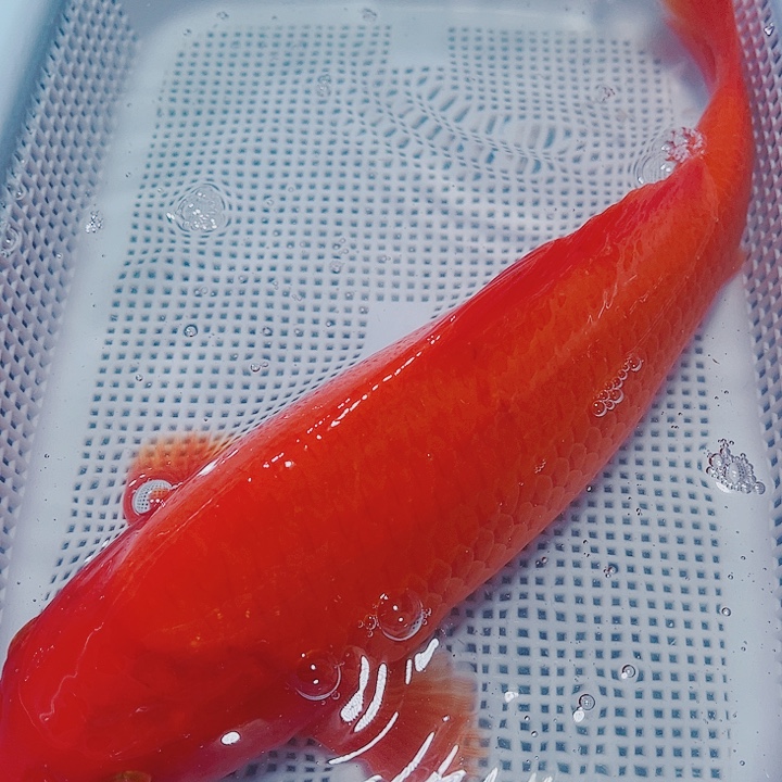 海水鱼锦鲤观赏鱼121