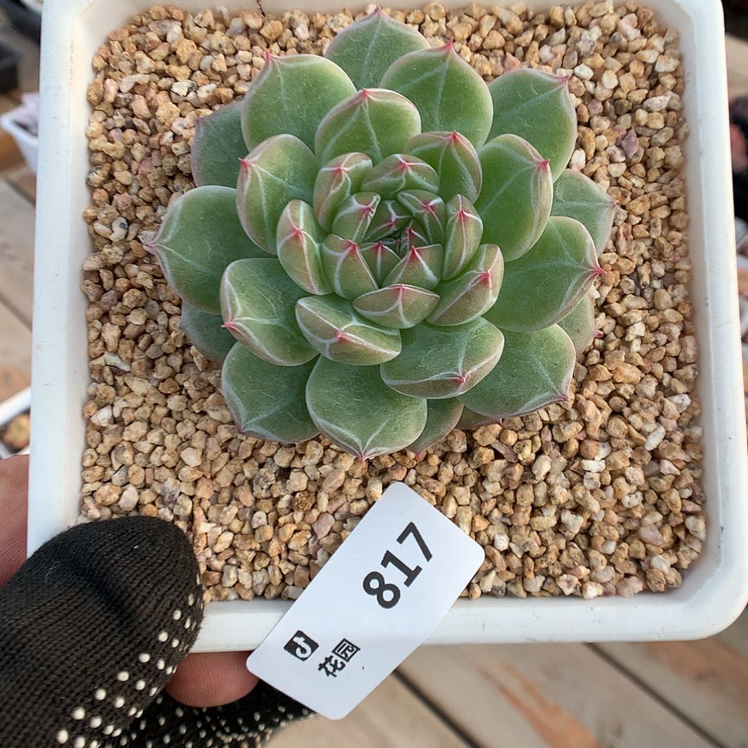 817雪花珍妮多肉植物666