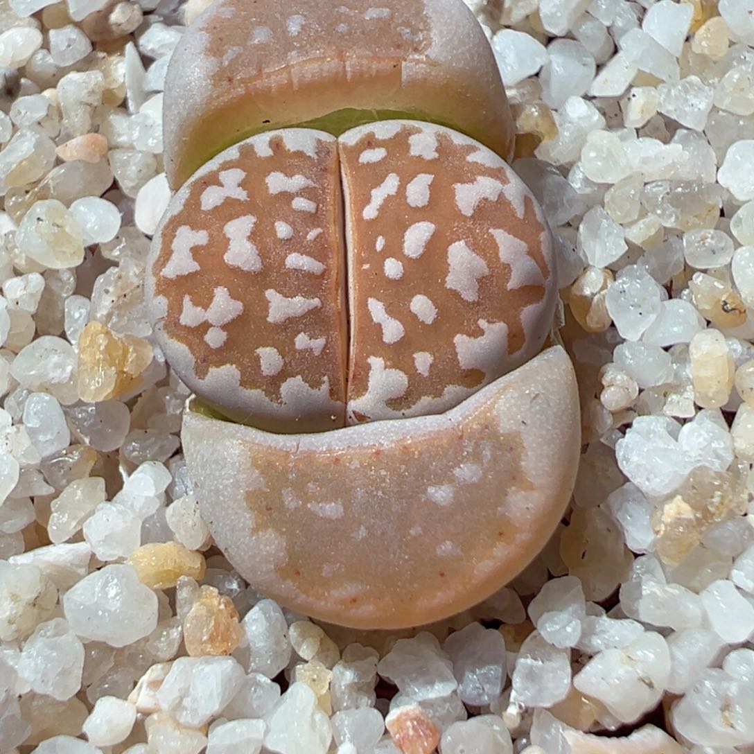 216-155多肉黄金线